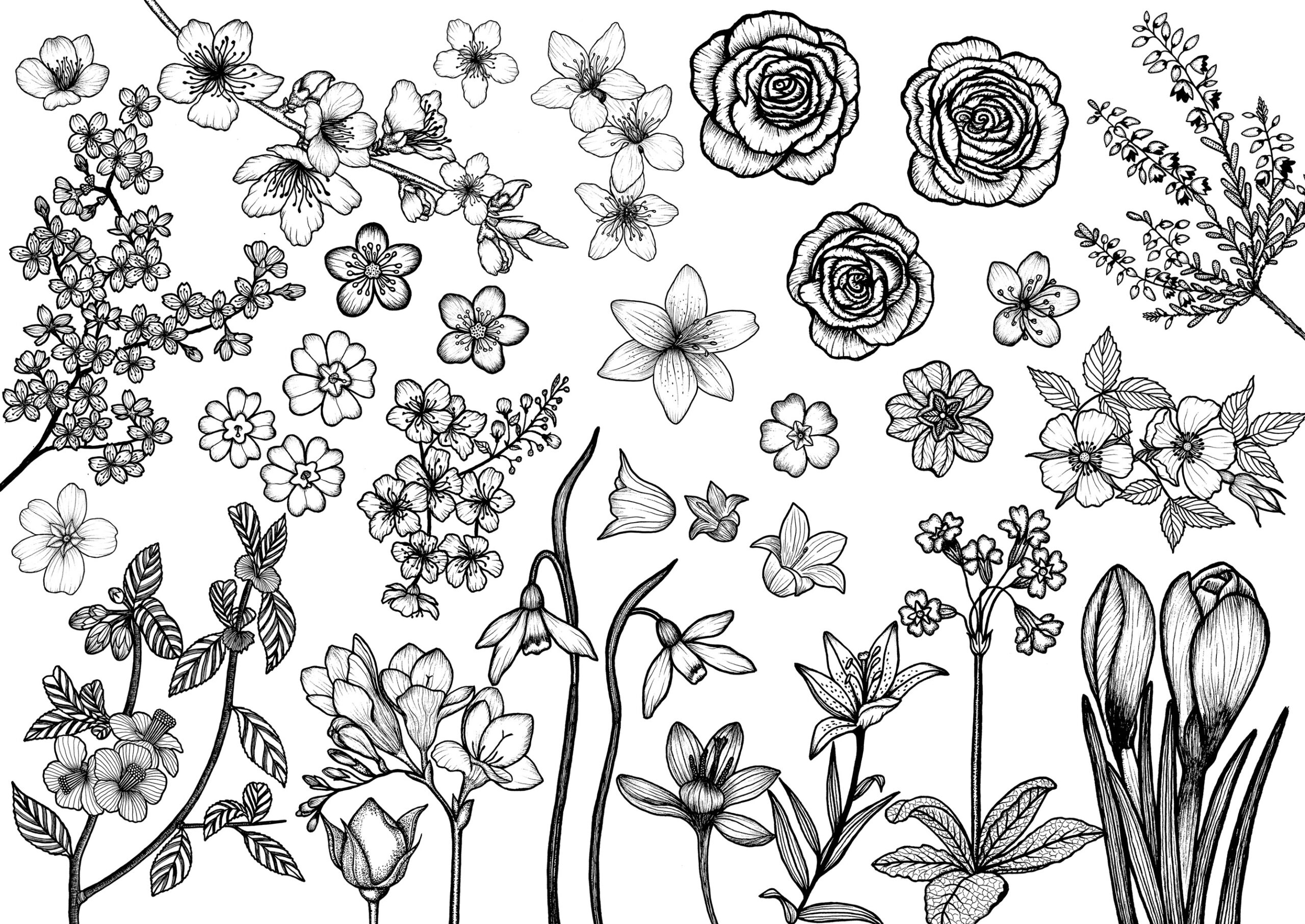 dessin-jardin des splendeur - Shiseido-Michael Cailloux