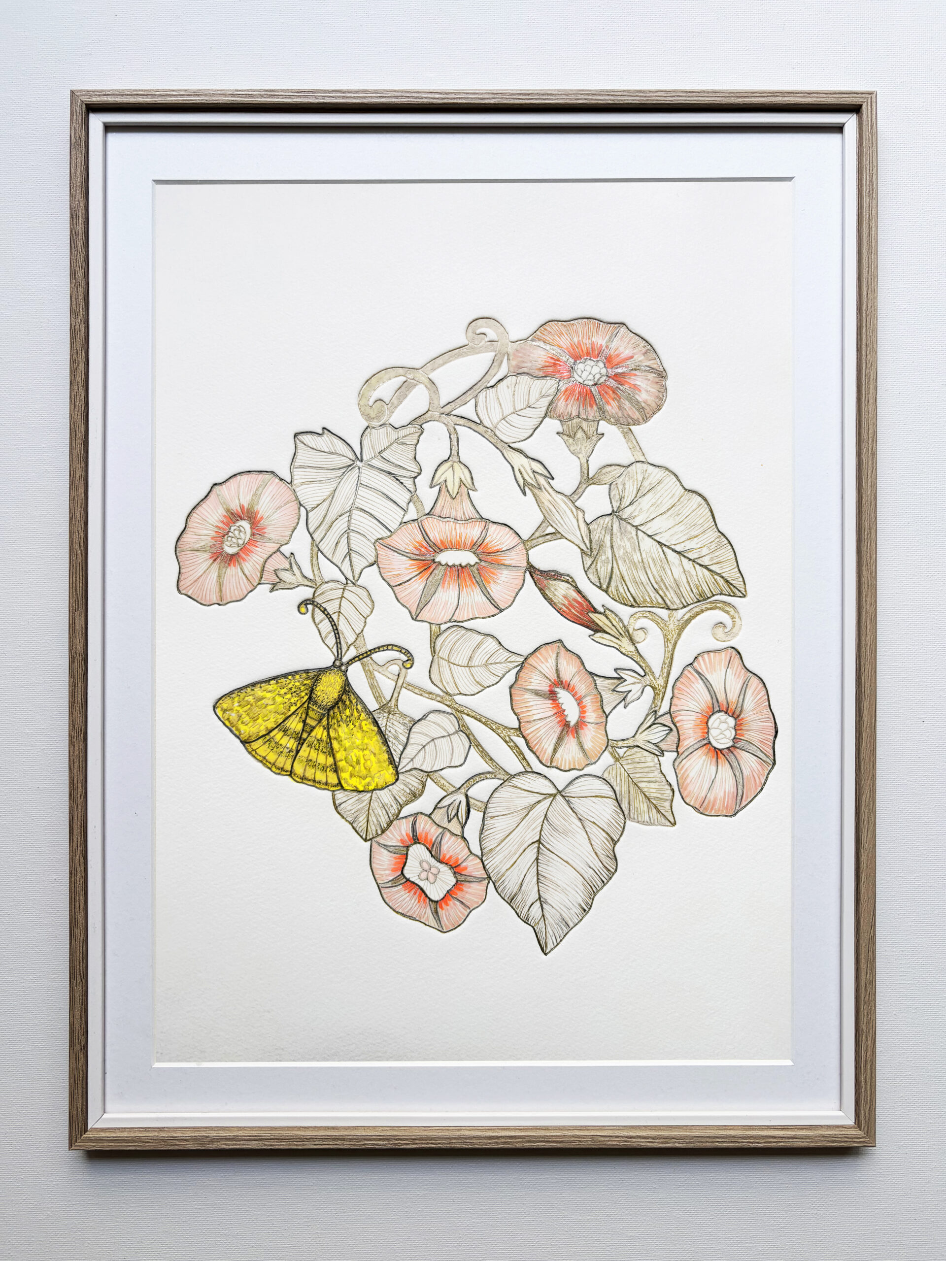 art - Renaissance - Catocala Nupta - 2011 - Michael Cailloux -gravure et dessin - unique