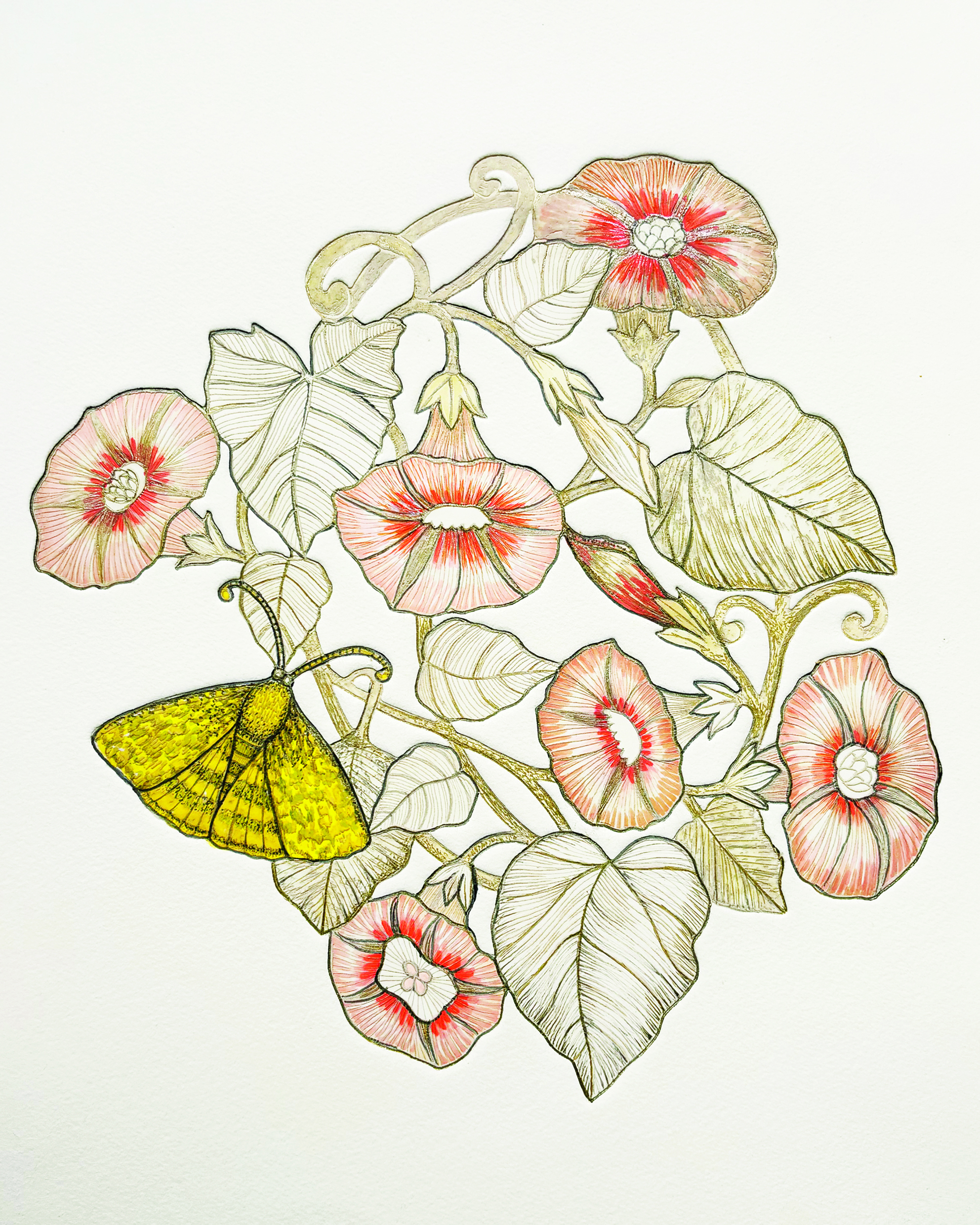 art - Renaissance - Catocala Nupta - 2011 - Michael Cailloux -gravure et dessin - unique